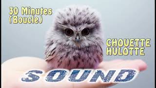 CHANT CHOUETTE HULOTTE Boucle Sound [upl. by Ahsinotna]