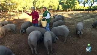 Andalucía Directo  Dehesa Cerdo ibérico [upl. by Oremoh]