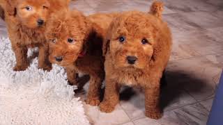 Cutest Mini F1b Goldendoodle Puppies [upl. by Hadsall]