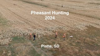 2024 Pheasant Hunt in Platte SD 🪶 [upl. by Charlton]