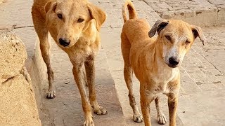 Street Dogs in India with Jason Shute from Shute Balanced Dog Training [upl. by Teador970]