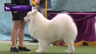 Samoyeds  Breed Judging 2023 [upl. by Atiraj830]