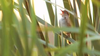 Australian ReedWarbler [upl. by Dick]