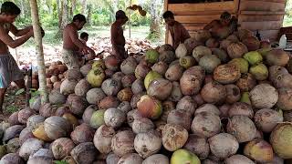 Proses Pengolahan Kelapa Menjadi Kopra [upl. by Reginnej]