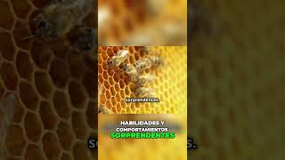 10 Curiosidades Increíbles sobre las Abejas 🐝 abejas curiosidades naturaleza [upl. by Ailerua]