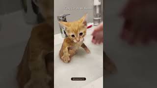 Funniest Cat Shower Moments 😹🚿  Wet amp Wild Feline Antics [upl. by Nalyk]