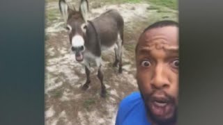 Singing donkey goes viral [upl. by Gleeson]