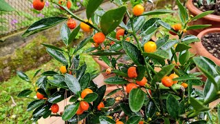 Hongkong Kumquat Fortunella hindsii  tasting tiny wild Kumquat Ancestor [upl. by Kcirdlek]