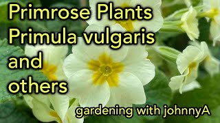 How To Grow Primula vulgaris  The English Primrose and Other Species [upl. by Ahteral]