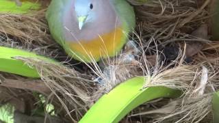 PinkNecked Green Pigeons Nest [upl. by Azrim]