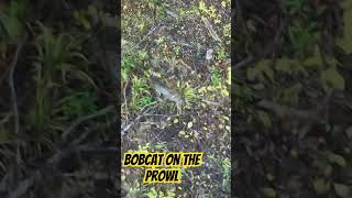 Bobcat on the prowl dronedeerrecovery hunting [upl. by Argela162]