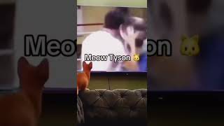 Meaow Tyson 🥊 miketyson boxing cat funny shorts [upl. by Nisse]