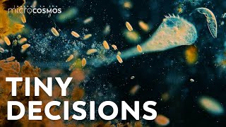 How Do Microbes Make Decisions [upl. by Aerdnaxela]