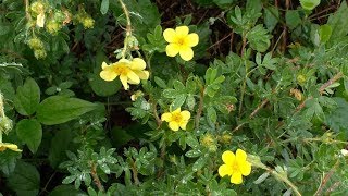 Dasiphora fruticosa L Rydb Potentilla fruticosa [upl. by Anehsat]