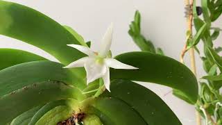 Angraecum leonis [upl. by Selegna]