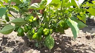 She makes her own Pepper fertilizers from Cow Dung  Growing Pepper in Ugandan PART 3  Season 3 [upl. by Aerbas]