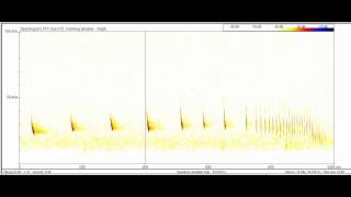 Noctule Feeding Buzz [upl. by Hazelton]