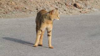 Jungle Cat vs Yellowthroated Martens rare video [upl. by Nonnahc415]