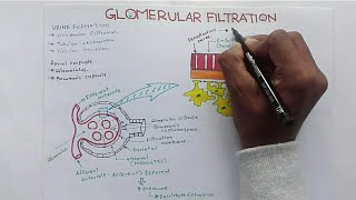 Glomerular Filtration GFR and Factors Affecting Glomerular Filtration RateGFR [upl. by Island]