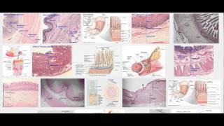 Histology of mucosa submucosa muscularis serosa [upl. by Tnirb]