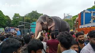 How an elephant transported in truck l ukkens kunju [upl. by Raskin313]