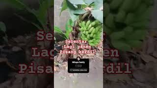 Pisang kerdil shortvideo [upl. by Cohberg284]