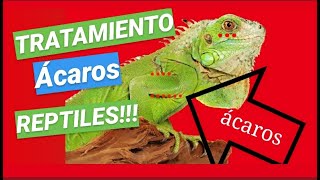 🔴 ÁCAROS EN REPTILES TRATAMIENTO RAPIDÍSIMOMEJOR PRODUCTO CONTRA ÁCAROS🔝🔝🔝🔴 [upl. by Gower103]