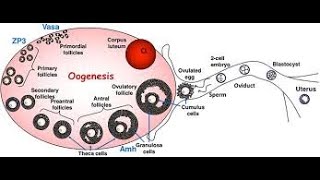 Oogenesis  Multiplication and growth phase [upl. by Makell]