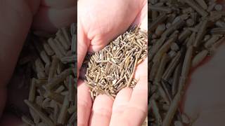 Wild rice from start to finish with samuelthayer378 asmr [upl. by Janek]