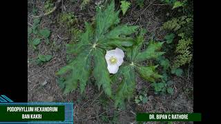 Podophyllum hexandrum Bankakri  Anti Cancerous wonder Plant [upl. by Enyala]