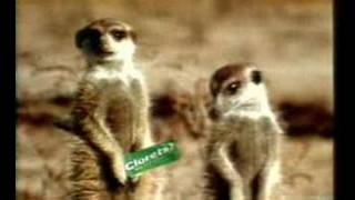 Meerkats tv ad  funniest ad ever [upl. by Jarin]