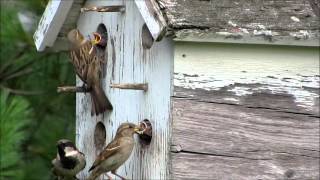 House Sparrow Feeding Babies [upl. by Eerolam]