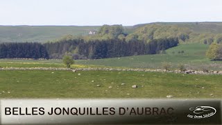 Jonquilles dAubrac [upl. by Chemarin349]