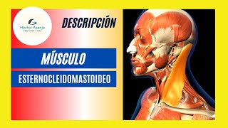 Músculo Esternocleidomastoideo ‼️IMPORTANTÍSIMO‼️ [upl. by Stargell]