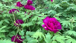 Bujor Arbustiv Roșu – Paeonia suffruticosa [upl. by Brine]