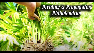 How to Divide Philodendron bipinnatifidum PropagatingDividing Philodendrons [upl. by Eneirda]