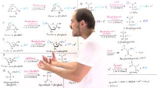 Overview of Glycolysis [upl. by Apur195]