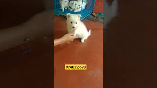 Spitz puppy sell 9748355598 [upl. by Torto99]