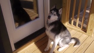 Mishka the Talking Husky says quotOpen the Doorquot [upl. by Ylrevaw]