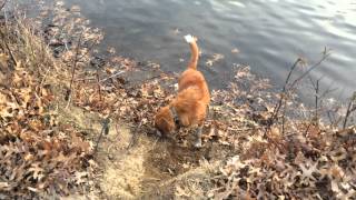 Molly the Duck Toller TOLLS DUCKS [upl. by Hathcock]