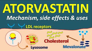 Atorvastatin  Mechanism side effects and uses [upl. by Isle]