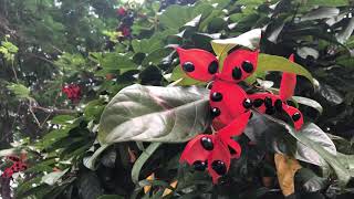 Sterculia lanceolata [upl. by Magdau38]