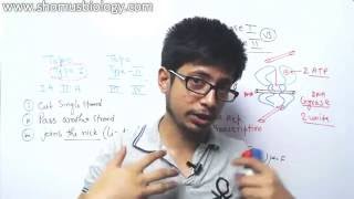 Topoisomerase 1 and 2 mechanism [upl. by Odnaloy]