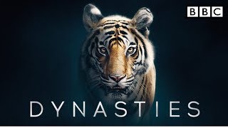 BBC America Dynasties tigers  BBC Dynasty trailer  Indian Tiger  Episode 5  The Protector [upl. by Siramaj242]