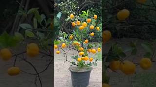 New technique of growing orange tree orange orangegrafting farming viral shorts [upl. by Yespmed393]