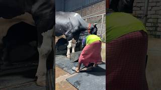 Fixing foot mats of huge holstein friesian cows [upl. by Krispin712]