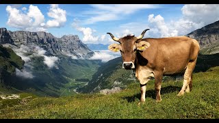 Bewirtschafterweg am Klausenpass [upl. by Ingalls192]