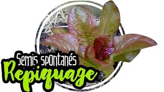 🌿 PERMACULTURE  Comment repiquer ses semis spontanés salade [upl. by Hettie]