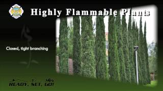 Ready Set Go  Highly Flammable Plants [upl. by Lucilia]