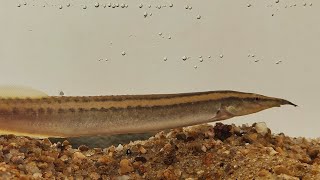 Macrognathus lineatomaculatus [upl. by Bobette17]